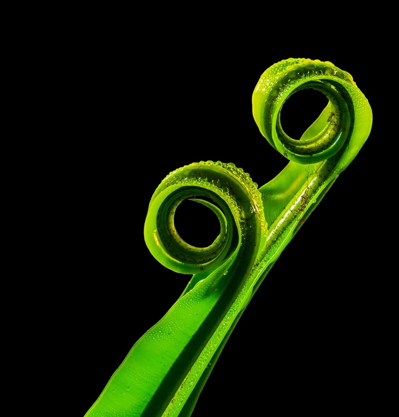 Asparagus